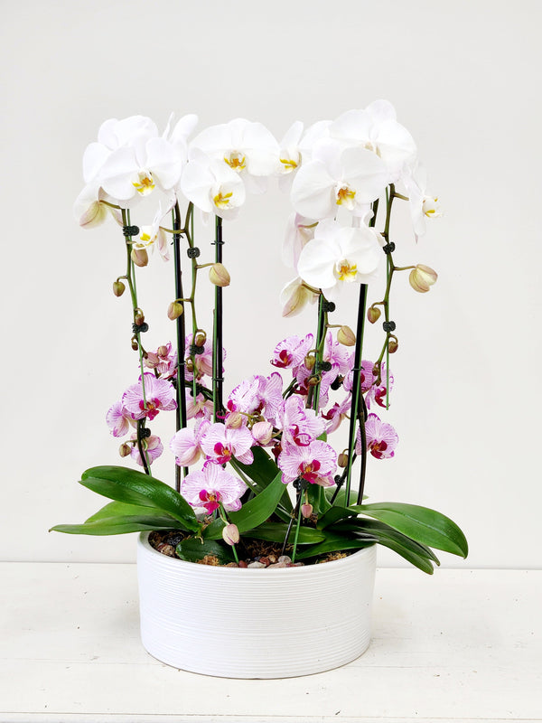 Orchid Elegance