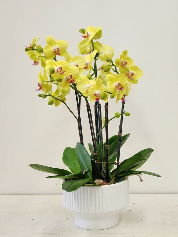 Yellow Orchid