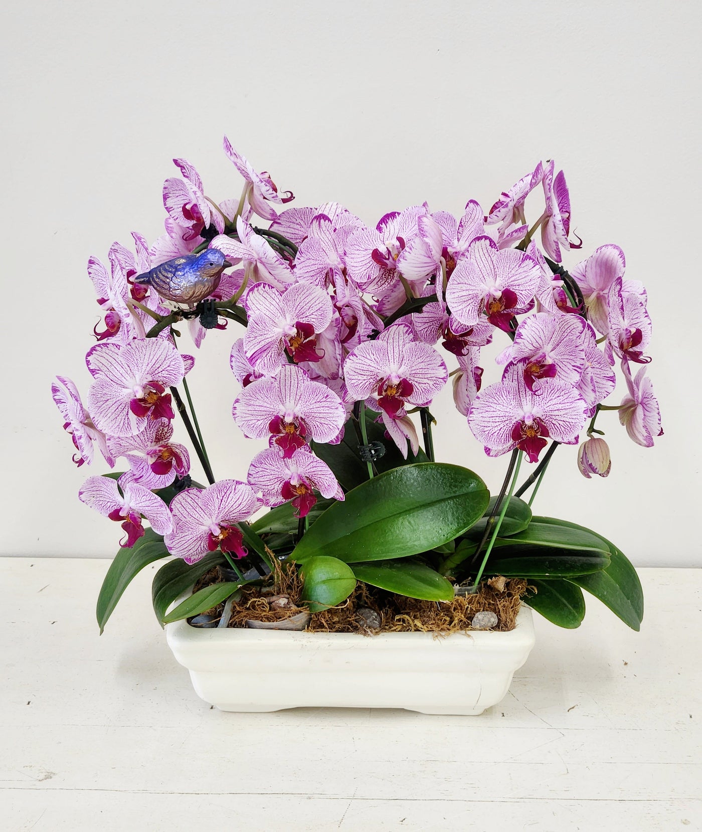 Purple Orchids