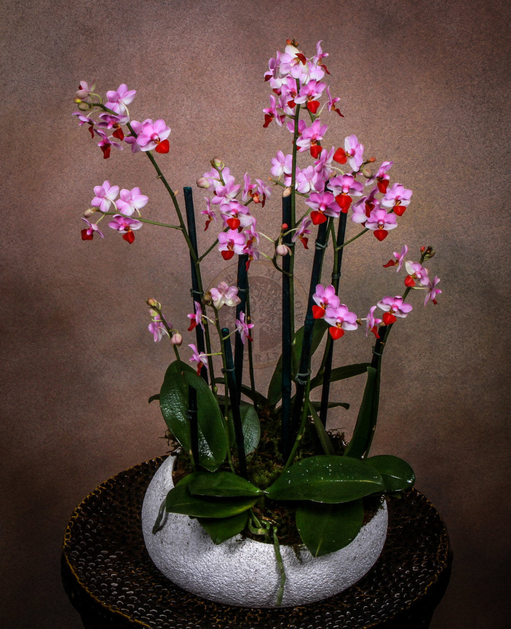 BLUSH ORCHIDS - Los Angeles Florist