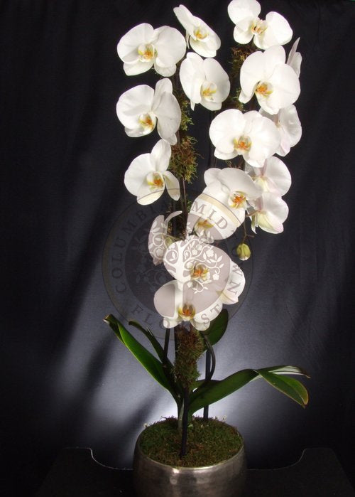 LUSH CASCADING ORCHID - Los Angeles Florist