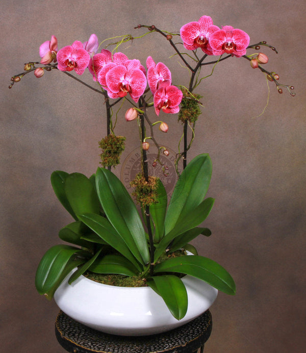 FUCHSIA ORCHIDS - Los Angeles Florist