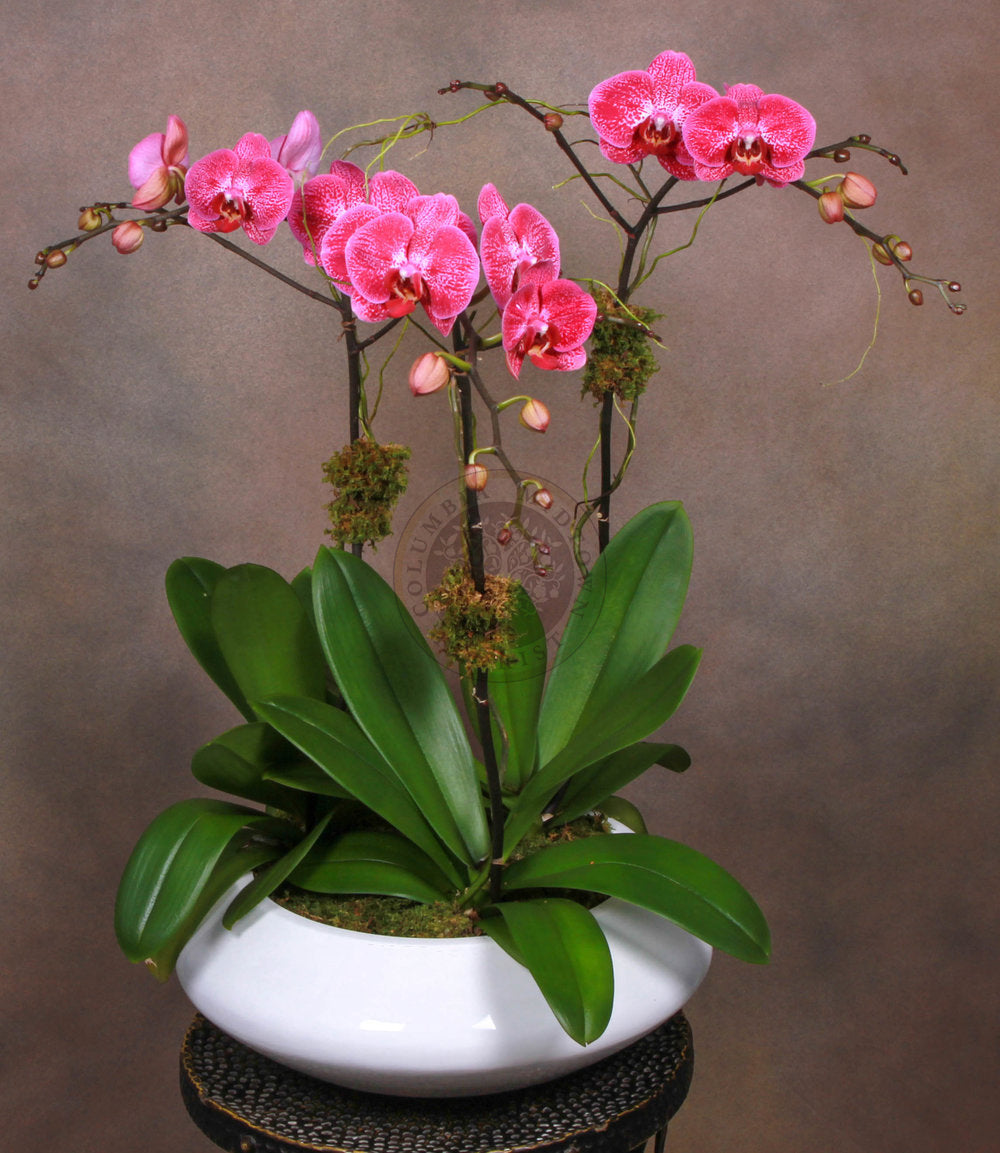 FUCHSIA ORCHIDS - Los Angeles Florist