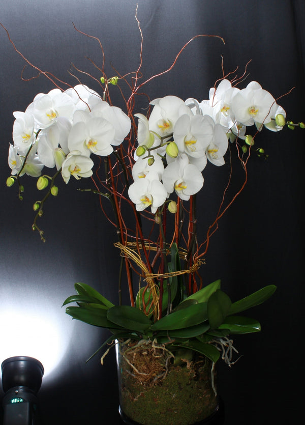 NATURAL ELEGANCE - Los Angeles Florist