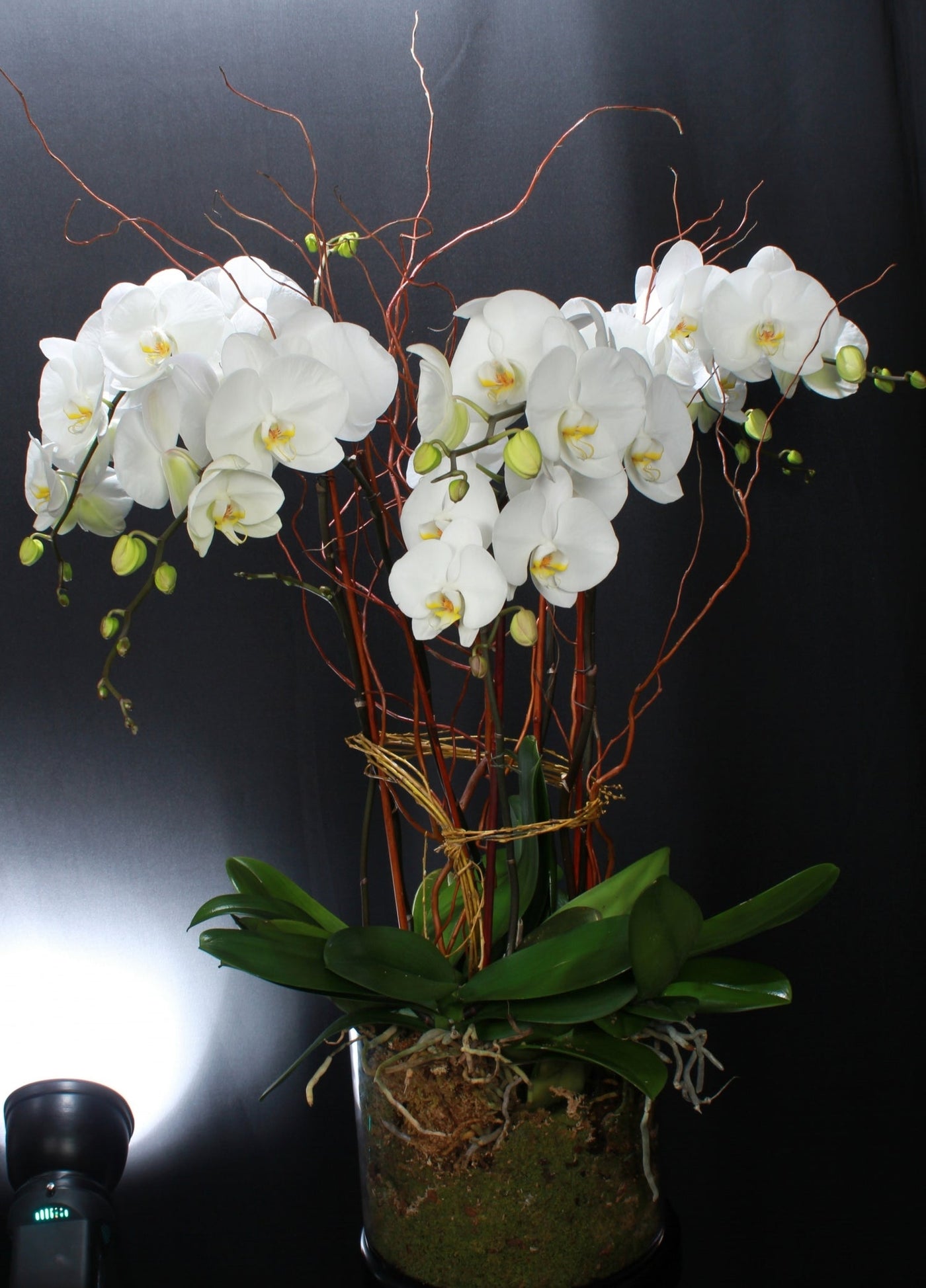 NATURAL ELEGANCE - Los Angeles Florist
