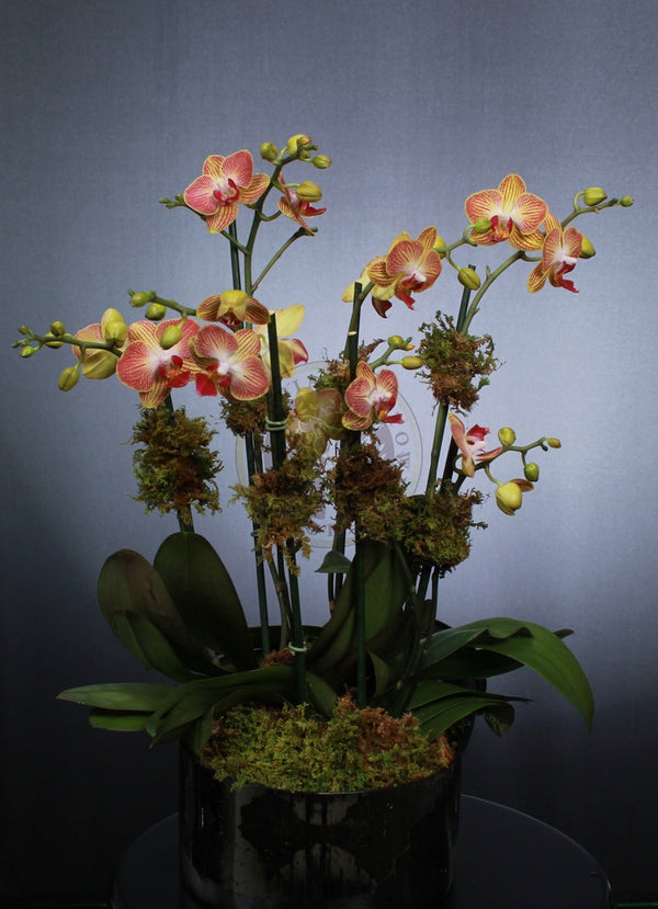 PEACH ORCHID GARDEN - Los Angeles Florist