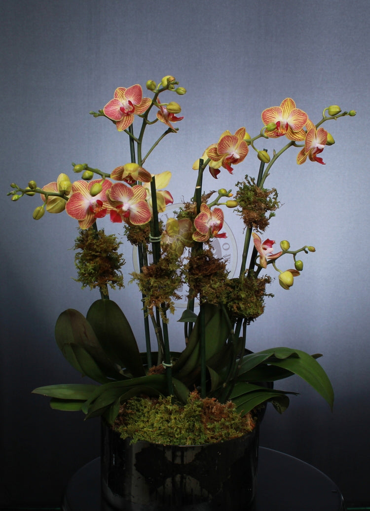 PEACH ORCHID GARDEN - Los Angeles Florist