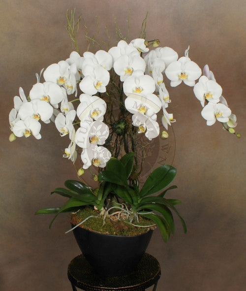 LUXURIOUS CASCADING ORCHIDS - Los Angeles Florist