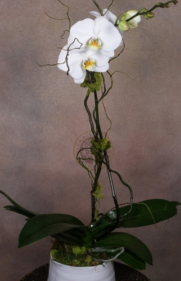 ONE STEM LARGE ORCHID - Los Angeles Florist