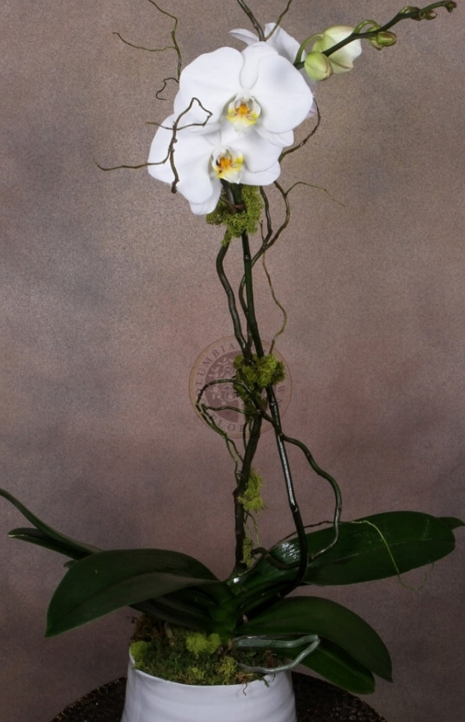 ONE STEM LARGE ORCHID - Los Angeles Florist