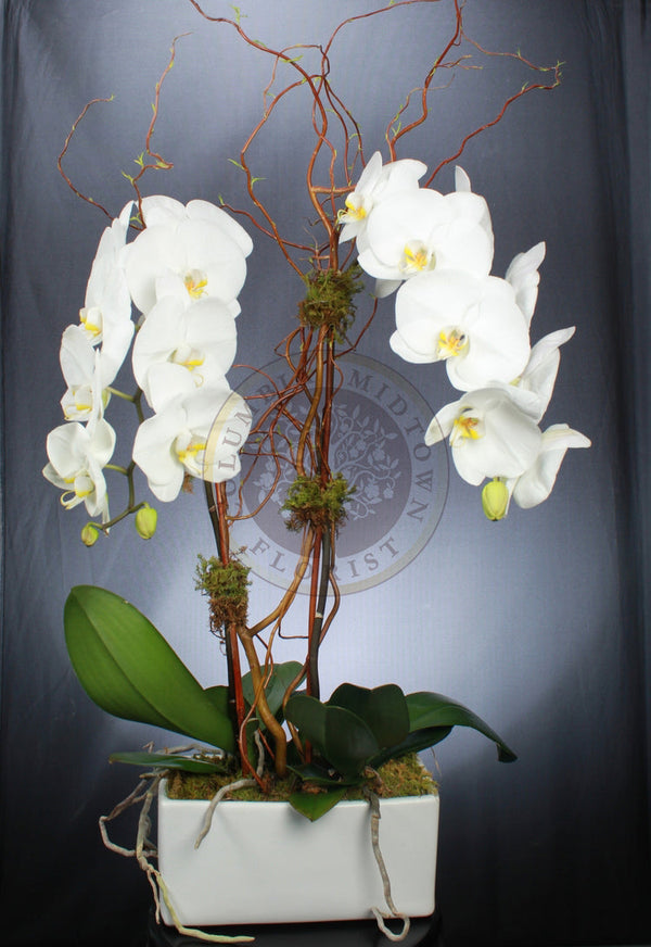 DOUBLE CASCADING ORCHID - Los Angeles Florist