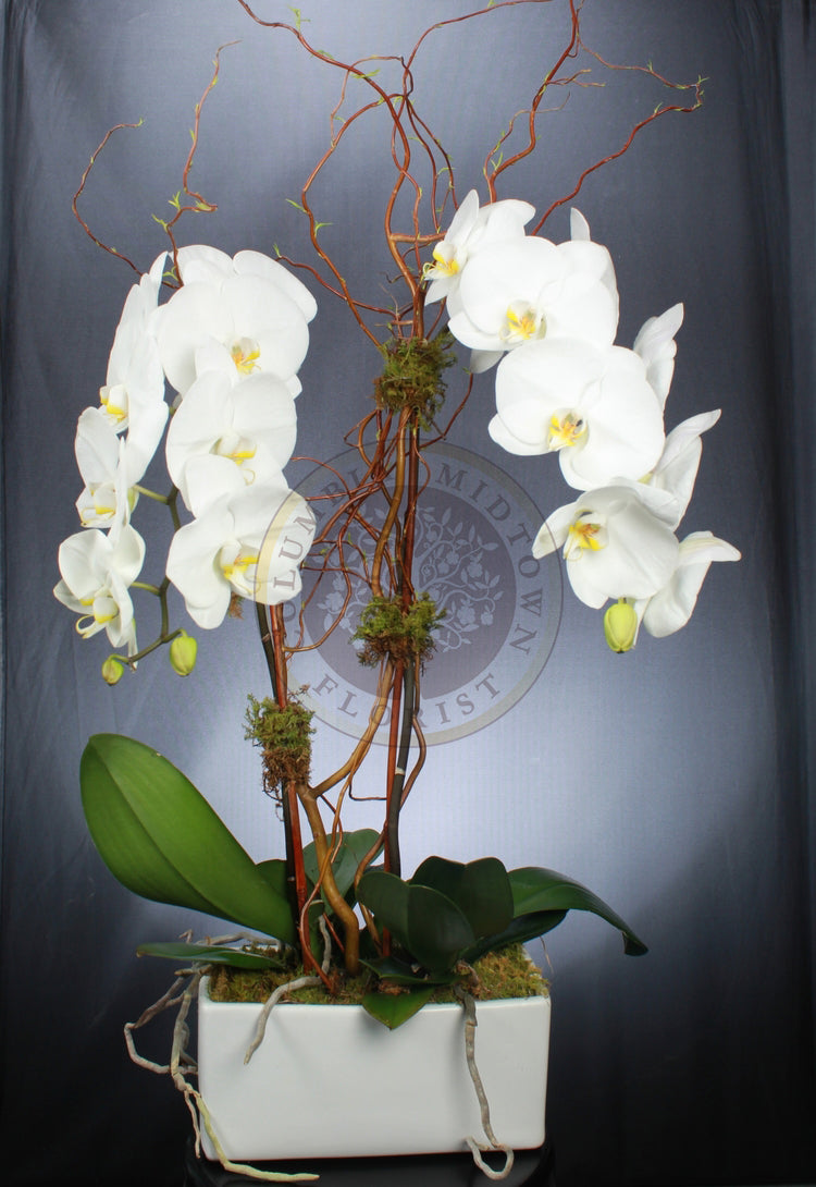 DOUBLE CASCADING ORCHID - Los Angeles Florist