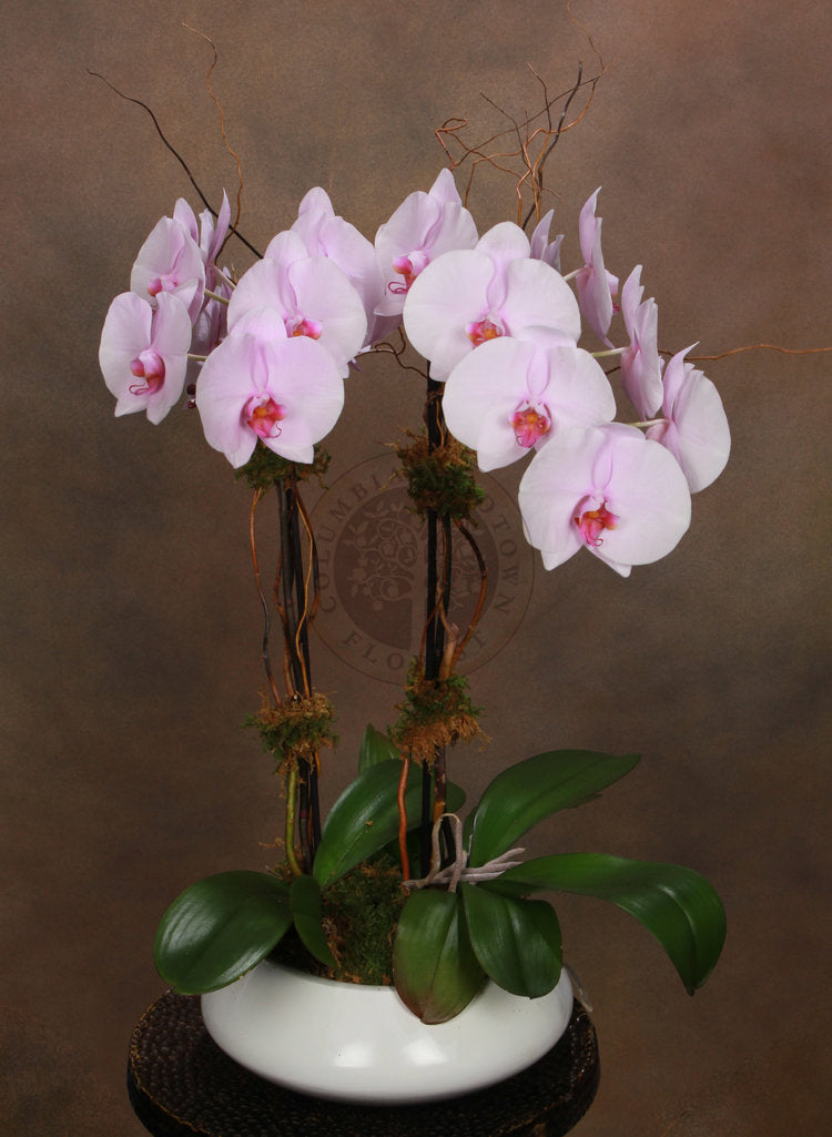PHALAEONOPSIS PINK - Los Angeles Florist