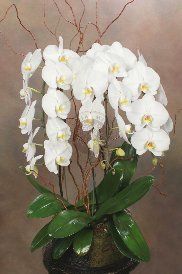 TRIPLE CASCADING ORCHID - Los Angeles Florist