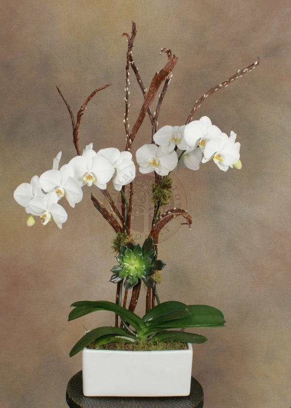 DOUBLE STEM ORCHID WITH SUCCULENT - Los Angeles Florist
