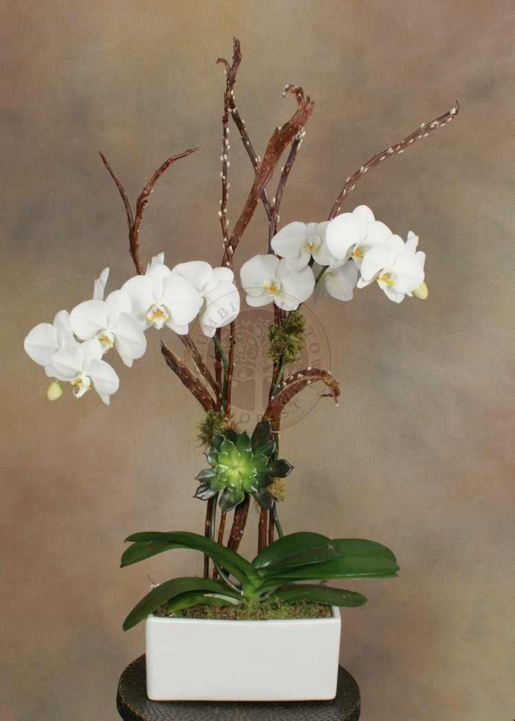 DOUBLE STEM ORCHID WITH SUCCULENT - Los Angeles Florist