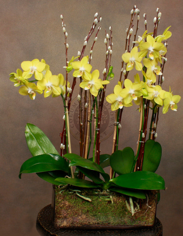Yellow Mini Orchids - Los Angeles Florist