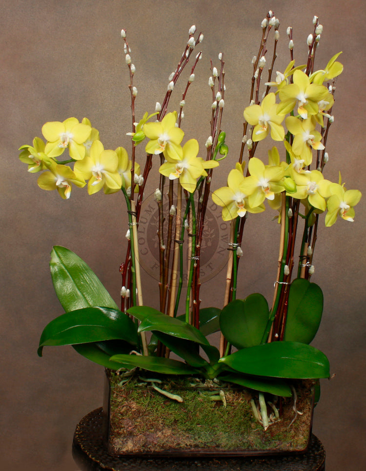 Yellow Mini Orchids - Los Angeles Florist