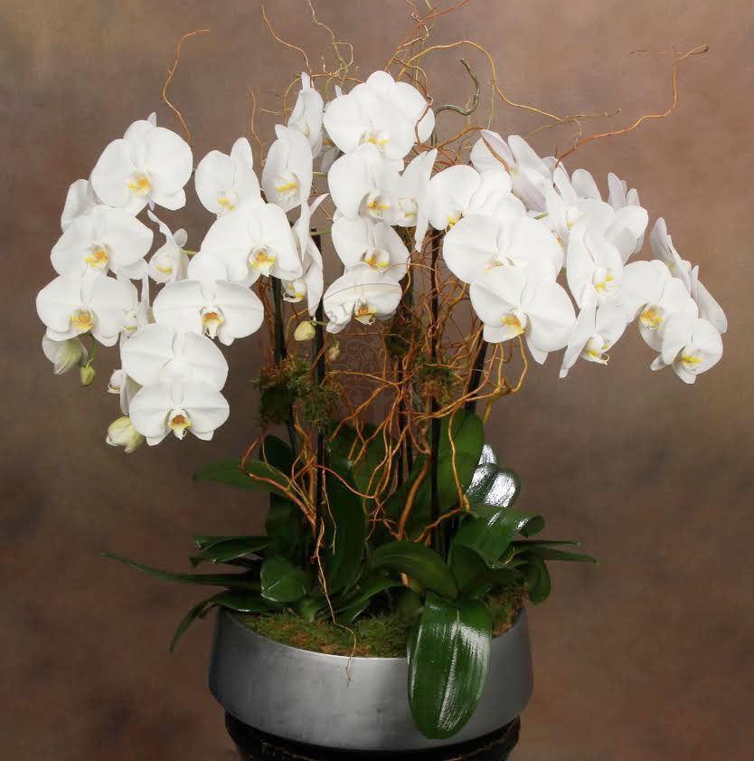 PURE PERFECTION - Los Angeles Florist