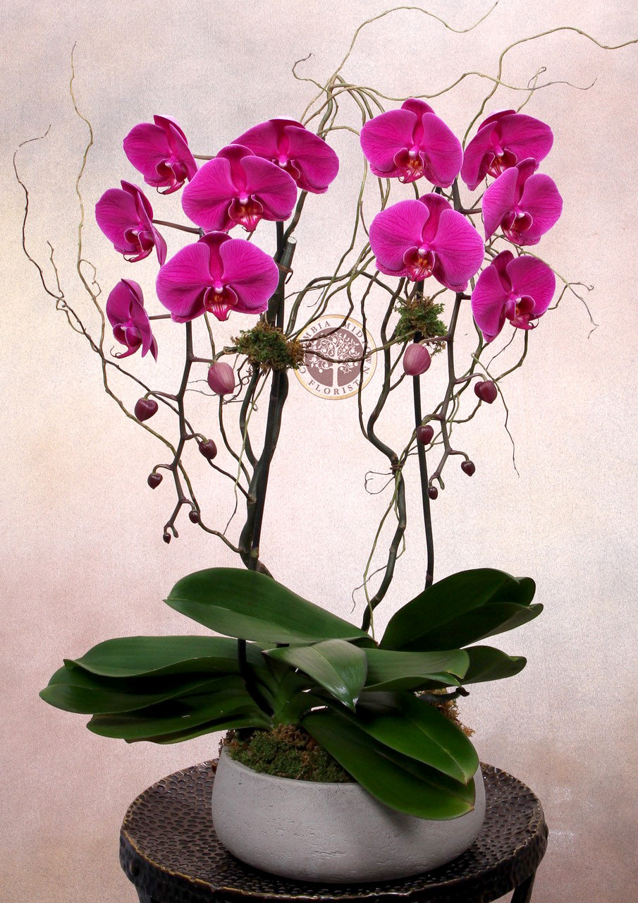 Double Purple Orchid - Los Angeles Florist