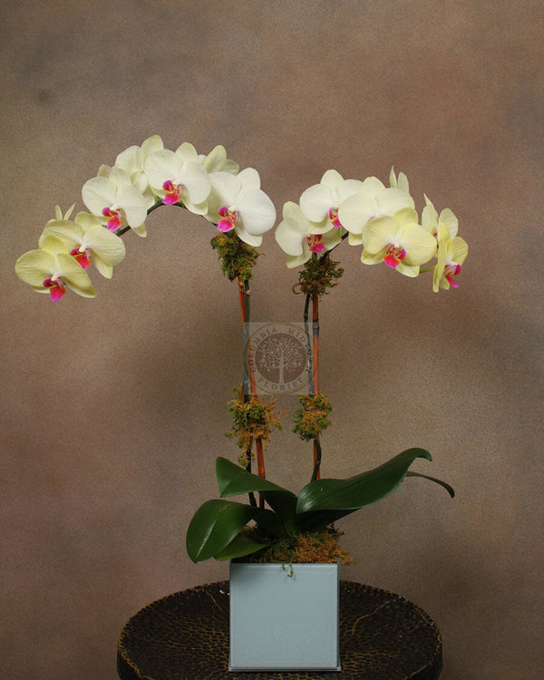 YELLOW PARADISE - Los Angeles Florist