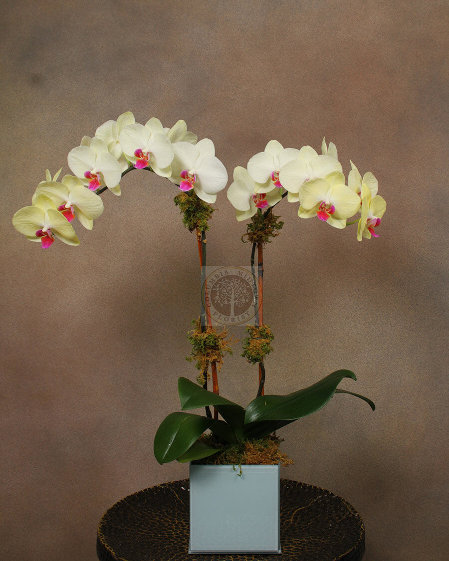 YELLOW PARADISE - Los Angeles Florist