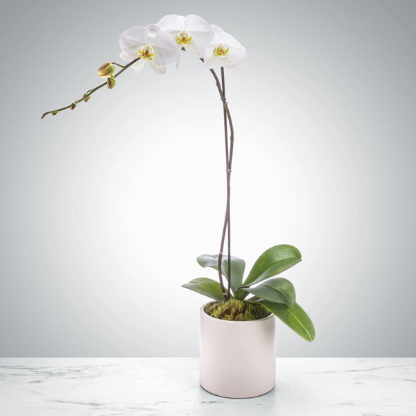 Single Stem Orchid - Los Angeles Florist | Flower Shop West Los Angeles