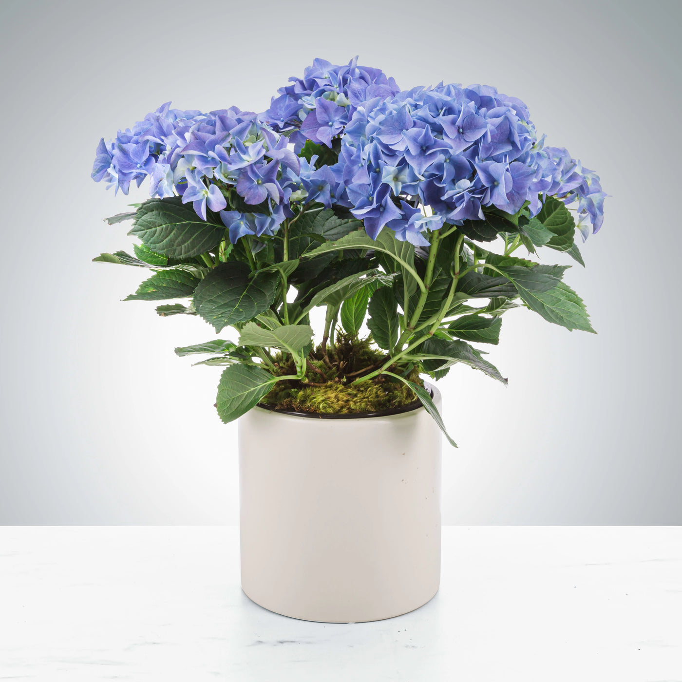 Hydrangea Plant - Los Angeles Florist | Flower Shop West Los Angeles