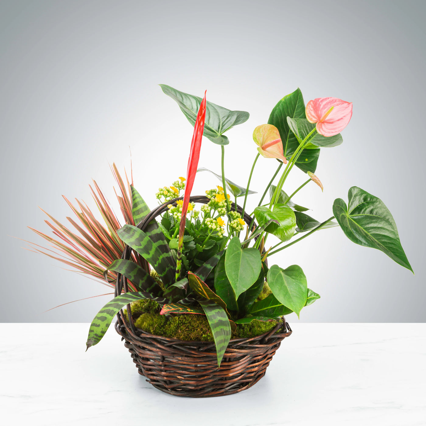 Tropical Plant Basket - Los Angeles Florist | Flower Shop West Los Angeles