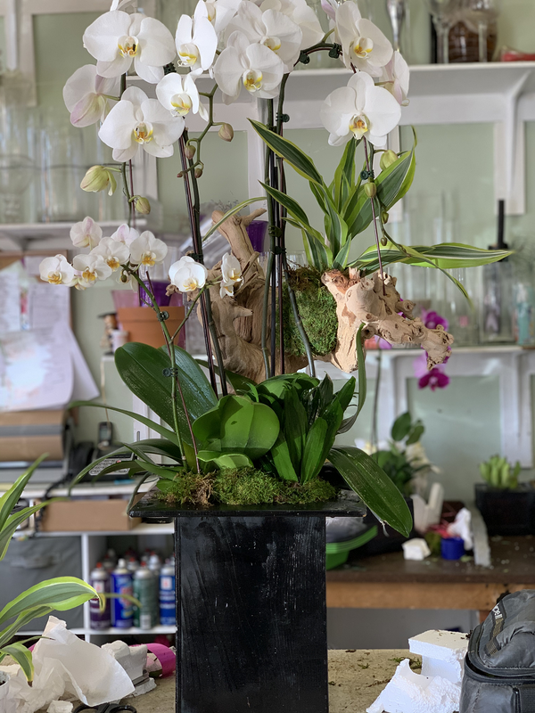 Orchid In Tall Box - Los Angeles Florist | Flower Shop West Los Angeles