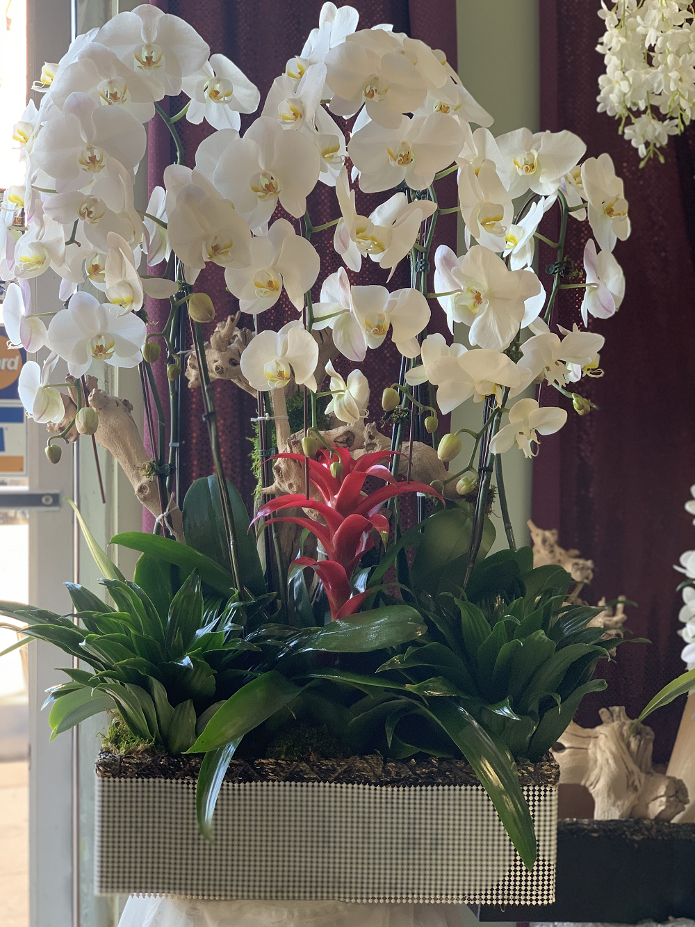 Stunning Orchid Beauty | Flower Shop West Los Angeles