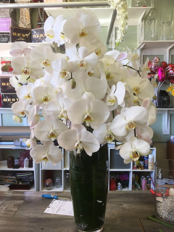 Orchid Paradise | Flower Shop West Los Angeles
