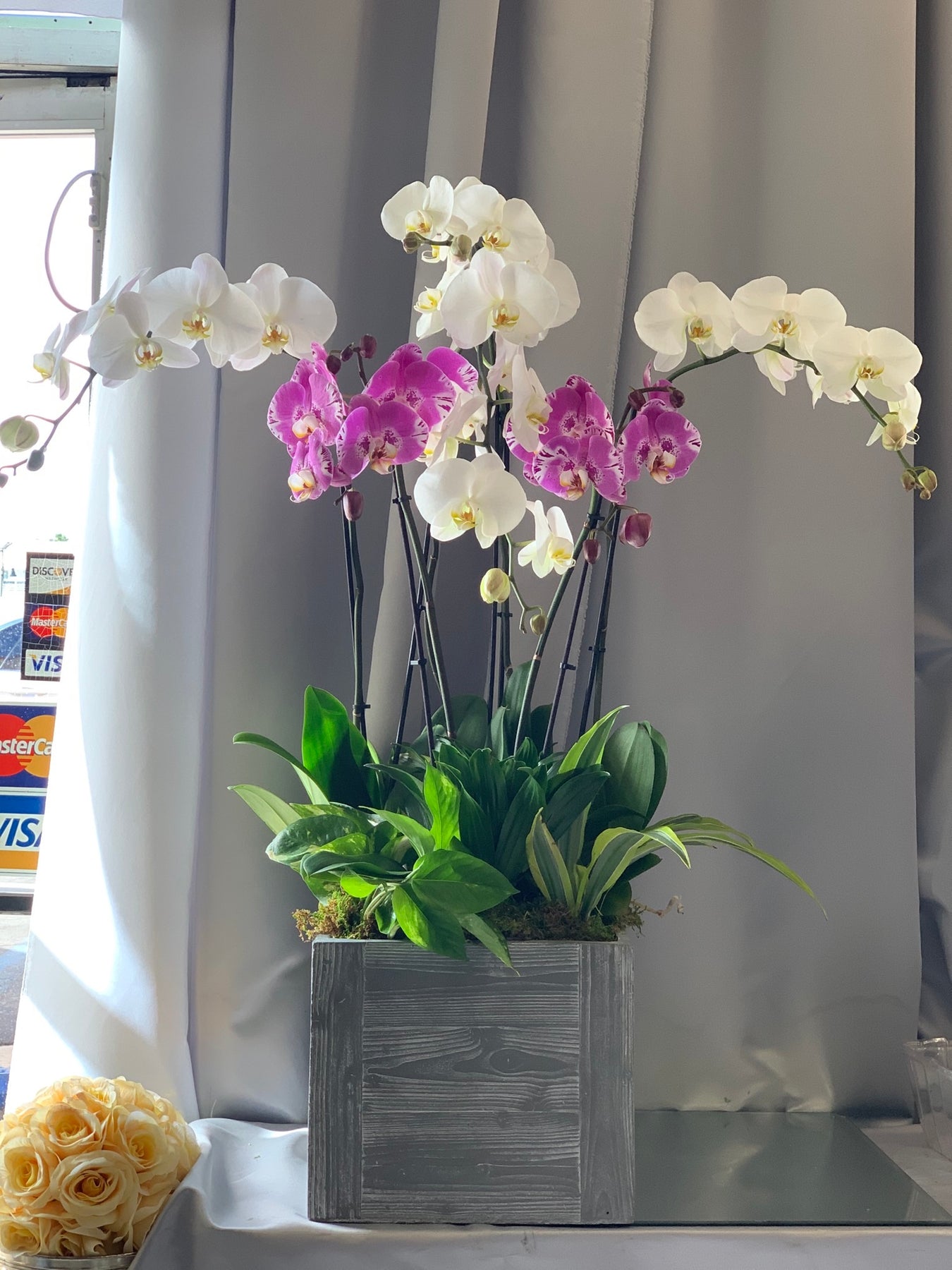 Welcoming Orchid | Flower Shop West Los Angeles